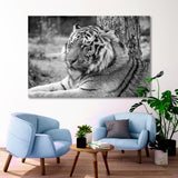 Black and White Portrait of a Siberian Tiger Canvas Print SKU 10184