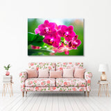 Pink Orchid Canvas Print SKU 10345