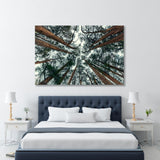 Cedar Forest Canvas Print SKU 10514