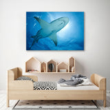 Lemon Shark Close Up Canvas Print SKU 10429