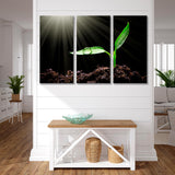 Sapling in Sunlight Canvas Print SKU 10447