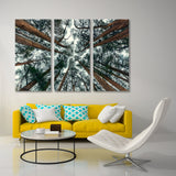 Cedar Forest Canvas Print SKU 10514