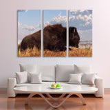 Bison Resting on Grass Canvas Print SKU 10636