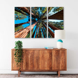 Sequoia Tree on Sky Background Canvas Print SKU 10927