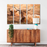 Highland Cattle on Exmoor Canvas Print SKU 10626